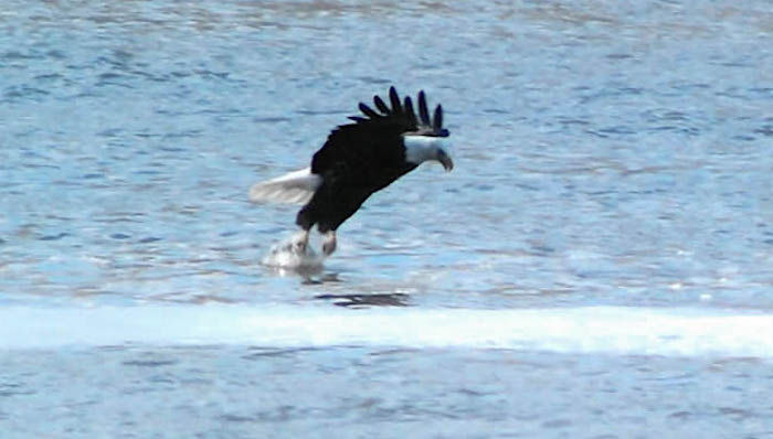 Eagle Days 1st Place Photo By Tracy Minear